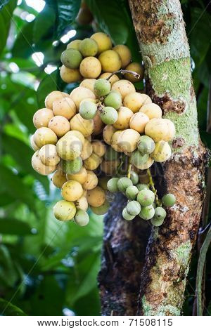 LongkongOnTree