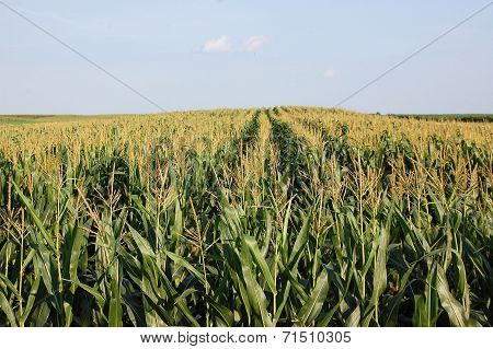 Corn