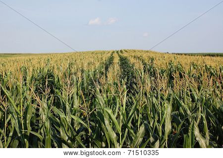 Corn