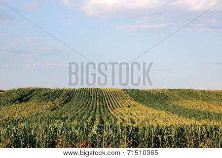 Corn