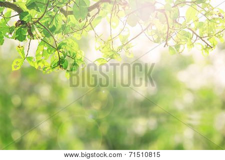Green Nature Leave Abstract Background
