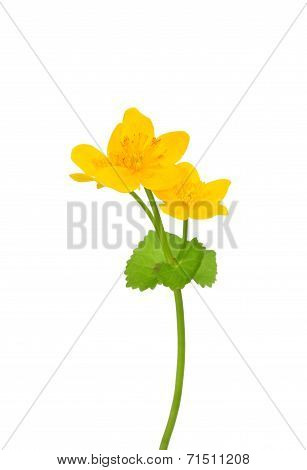 Marsh Marigold (caltha Palustris)