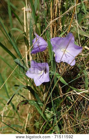 Bell Flower