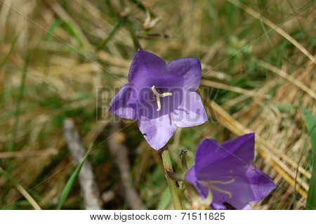 Bell Flower