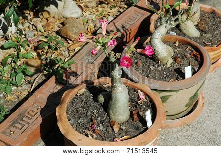 Adenium in Terra Cotta Pots