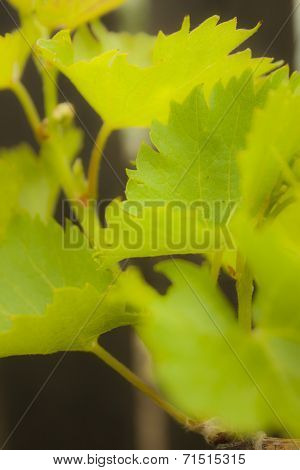 Grape leaves