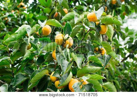 Persimmon Fresh Fruit On Tree