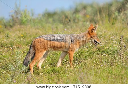 Black-backed, Silver-backed Or Red Jackal