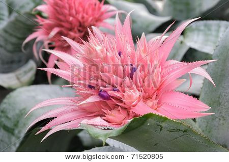 Close Up Pink Bromeliad Flower  (aechmea Fasciata, Bromeliaceae)