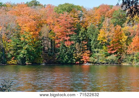 Forest Lake