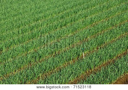 Onion Plantation