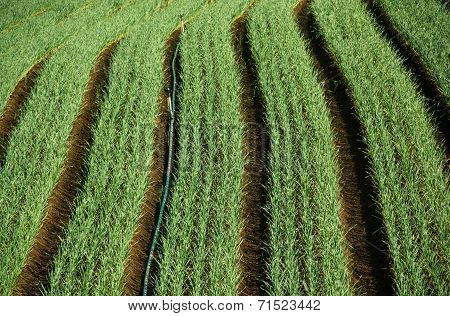 Onion Plantation