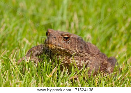 Gray frog sitting on green grass