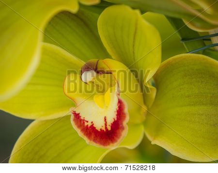 Green leaved orchid