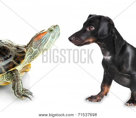 Red ear turtle and black dachshund dog isolated on white