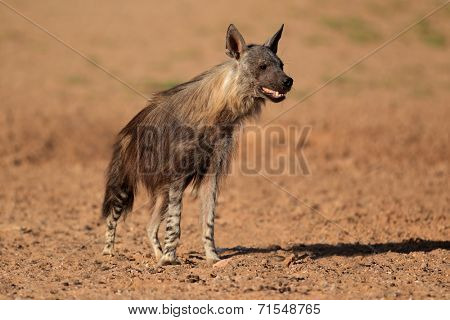 Alert brown hyena (Hyaena brunnea), Kalahari desert, South Africa