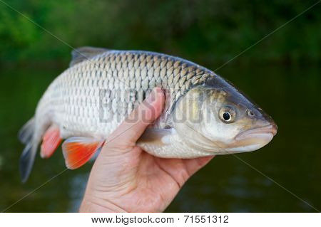 Big chub in fisherman's hand shot against river shore