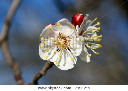 Blume Blüte