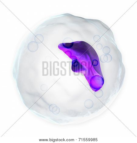 White Blood Cell - Basophil