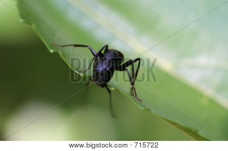 hormiga