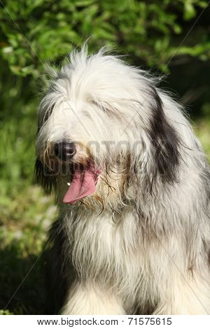 Bearded Kollie In The Garden