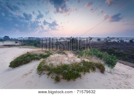 Misty Summer Sunrise Over Sand Dune
