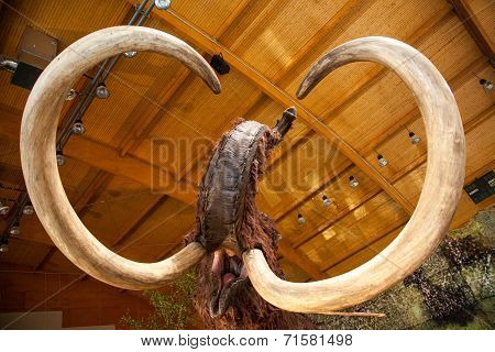 Realistic model of prehistoric animal