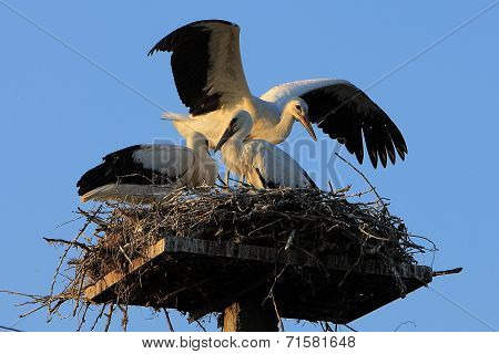 Large nest with two storks family on blue sky background