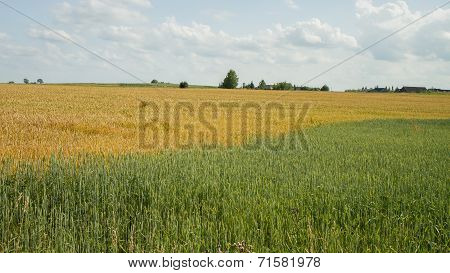 Yellow And Green