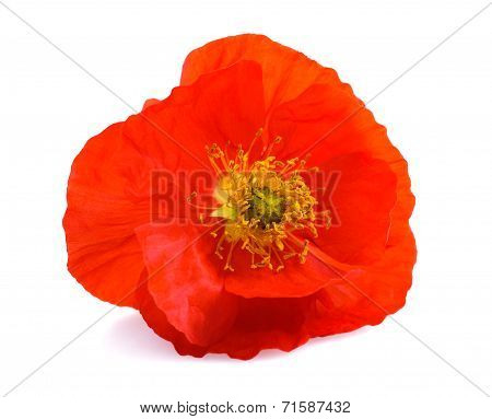 Poppy Flower