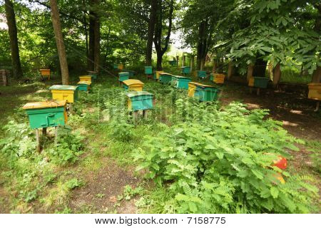 beegarden. et par bistader i en skygge af en treere.