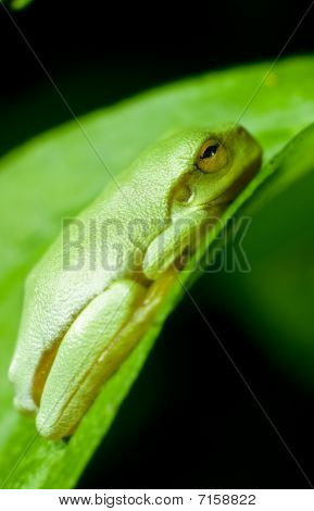 Zwerg-Laubfrosch