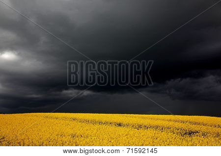 Canola  Rapefield Under Dark Clouds In Denmark