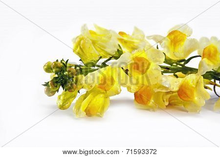A Flower Linaria