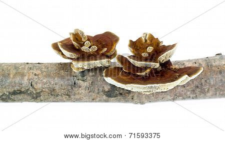Mushroom Polypore