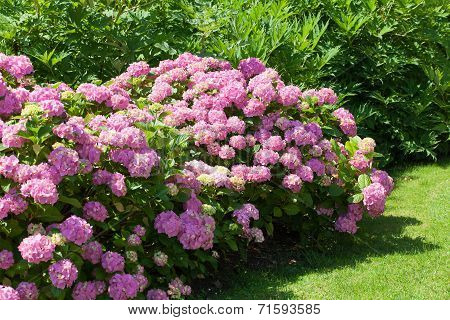 great bush of pink flower hydrangea blooming in the garden