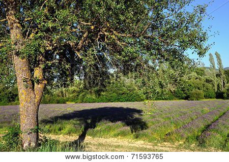 Provence Rural Landscape