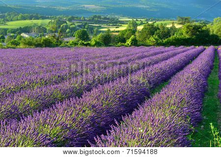 Provence Rural Landscape