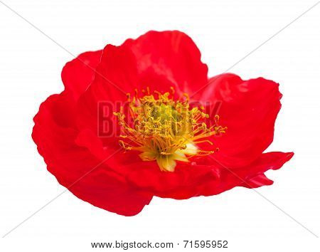 Poppy Flower