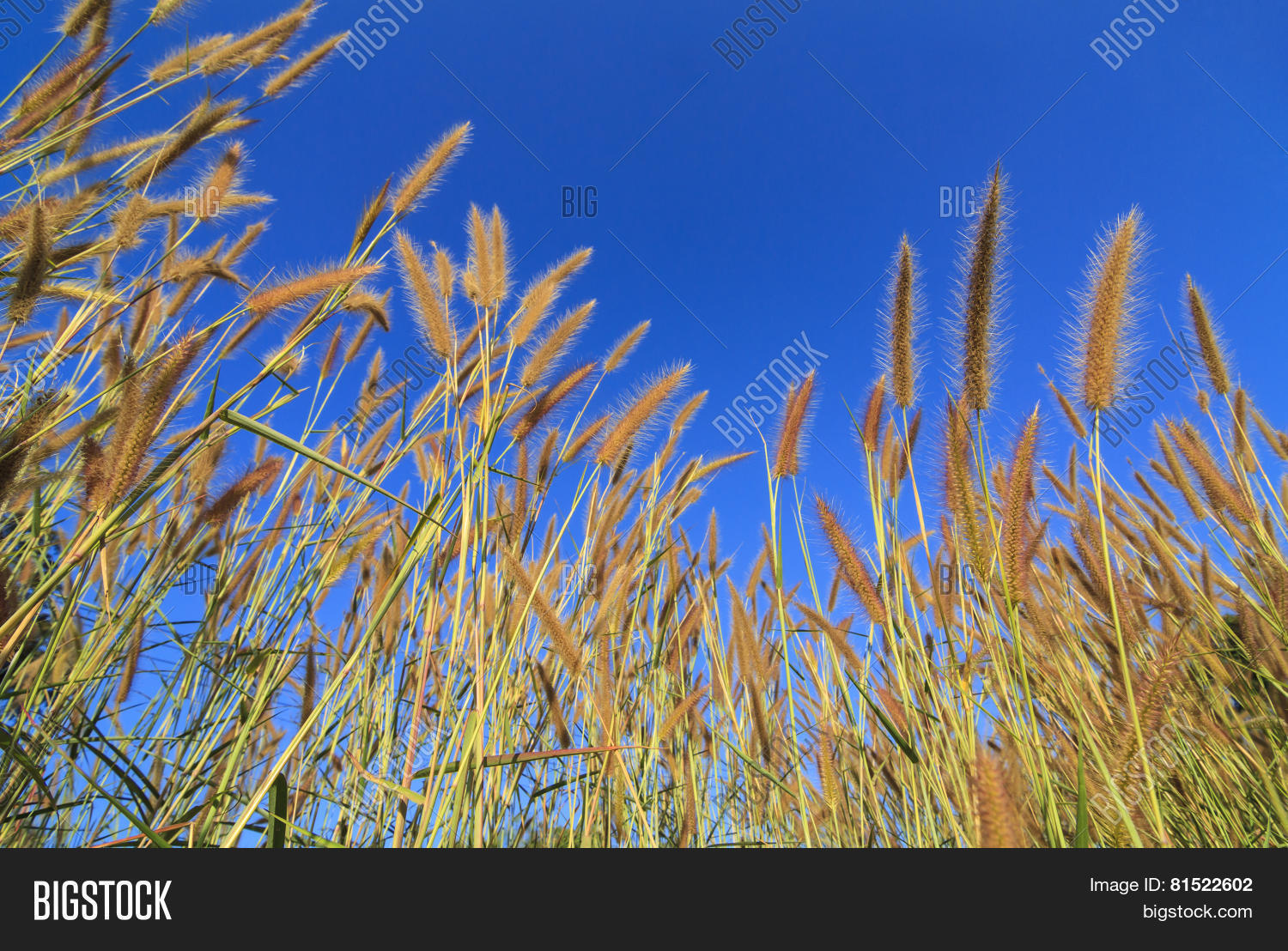 Gramineae Grass Image &amp; Photo (Free Trial) Bigstock