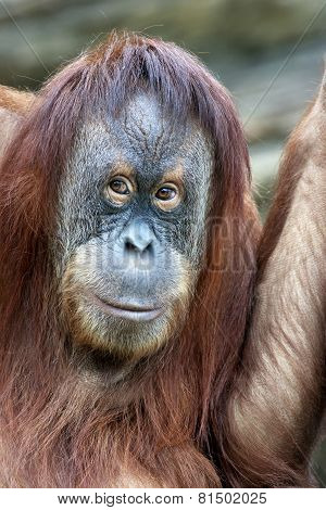 Closeup Portrait Of An Orangutan Female.