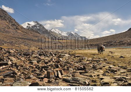 Arid Valley In Tajikistan
