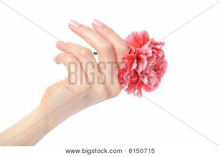 Bella mano con perfetta French Manicure su unghie trattate tenendo garofano fiore. Isolato su W