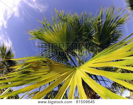 Palm