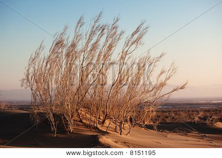 Arbusto Saxaul (Ammodendron) nel deserto di sabbia