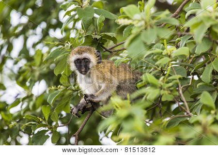 Vervet Monkey (cercopithecus Aethiops) Sitting In A Tree, South Africa