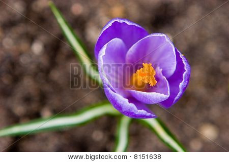 Crocus Vernus