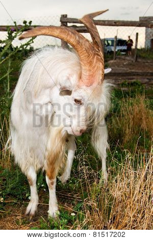 The angry he-goat.