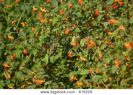 Hummingbird2
