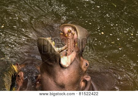 Young Hippopotamus With Open Mount In Water, South Africa